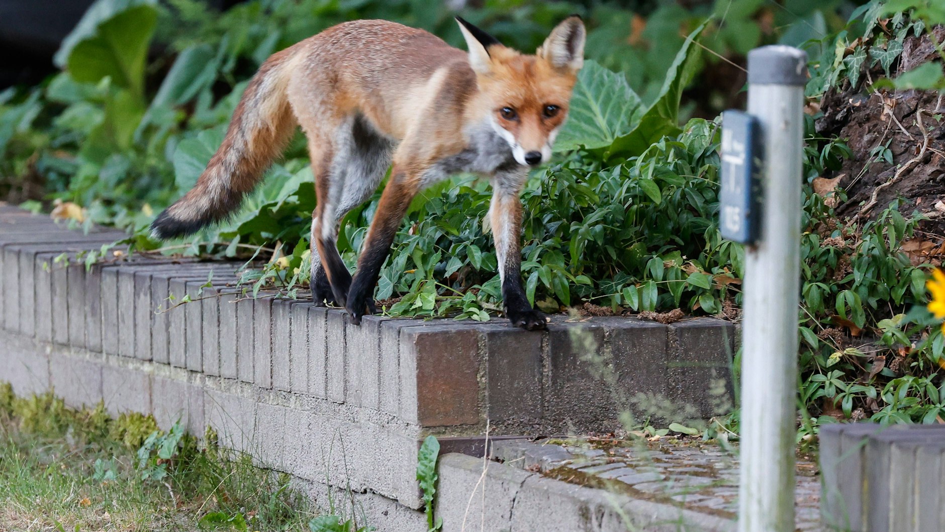 Auch größere Tiere wie Wildschweine und Füchse haben sich in Berlin immer wohlgefühlt – weil hier vor der Wende nicht vom Jagdrecht Gebrauch gemacht wurde.