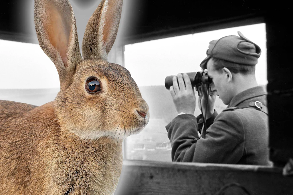 Mauerhasen und DDR-Schweine: Wie ging es den Tieren im Todesstreifen?