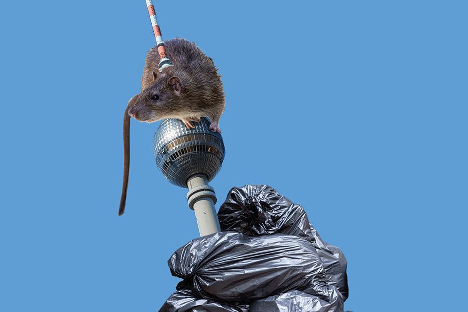 Image - Brutal Berlin: Sind wir Berliner einfach nur Schweine?