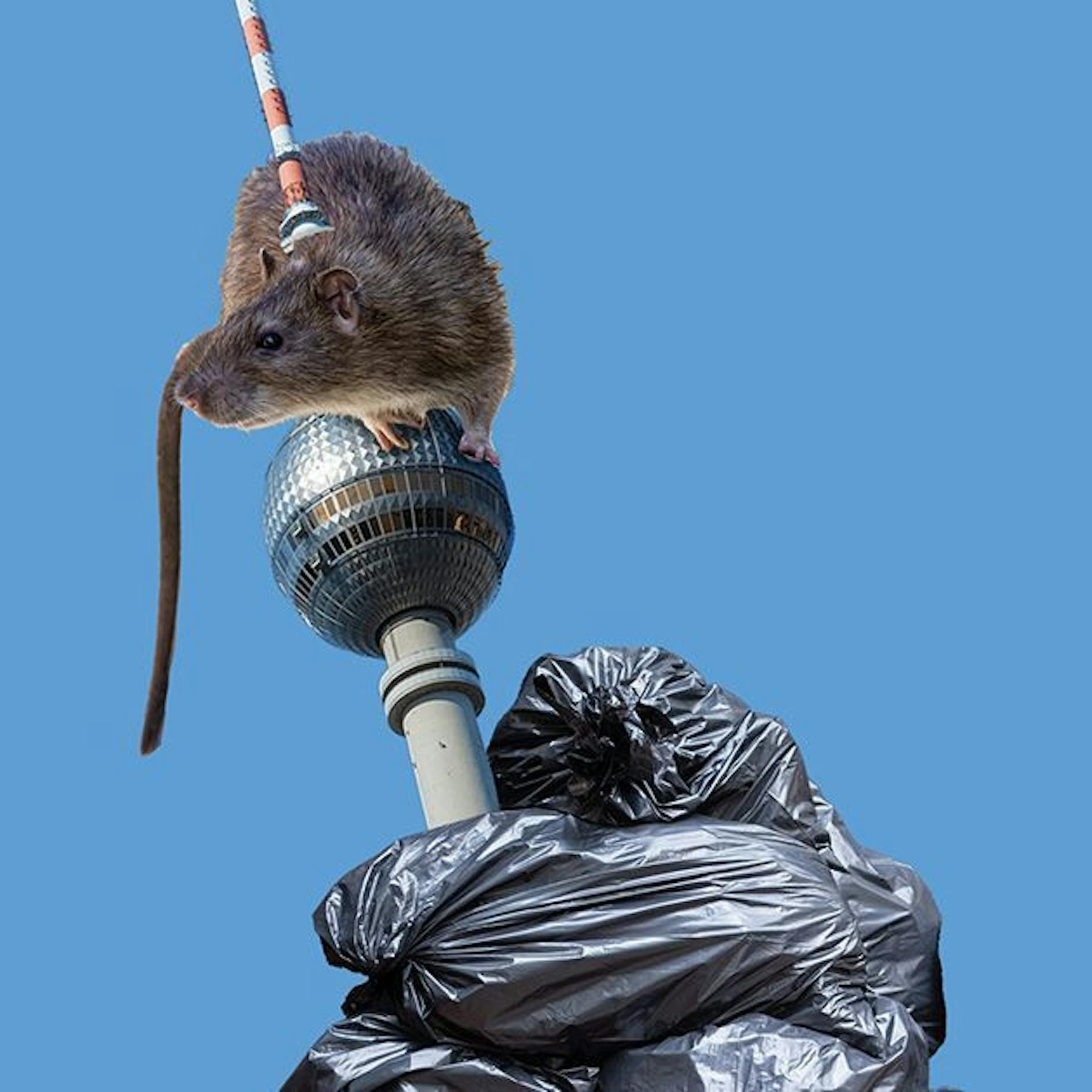 Image - Brutal Berlin: Sind wir Berliner einfach nur Schweine?