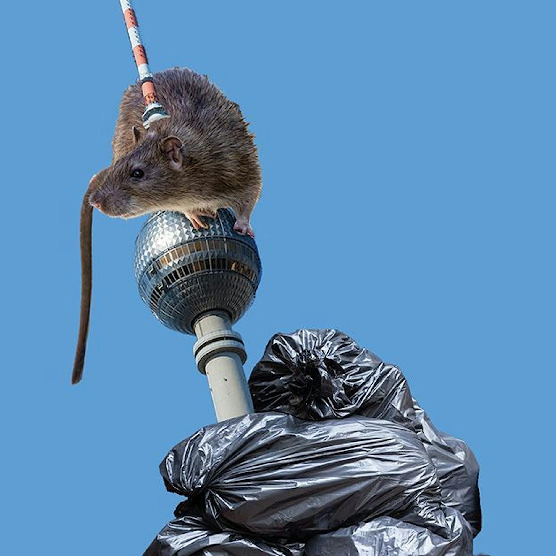 Brutal Berlin: Sind wir Berliner einfach nur Schweine?