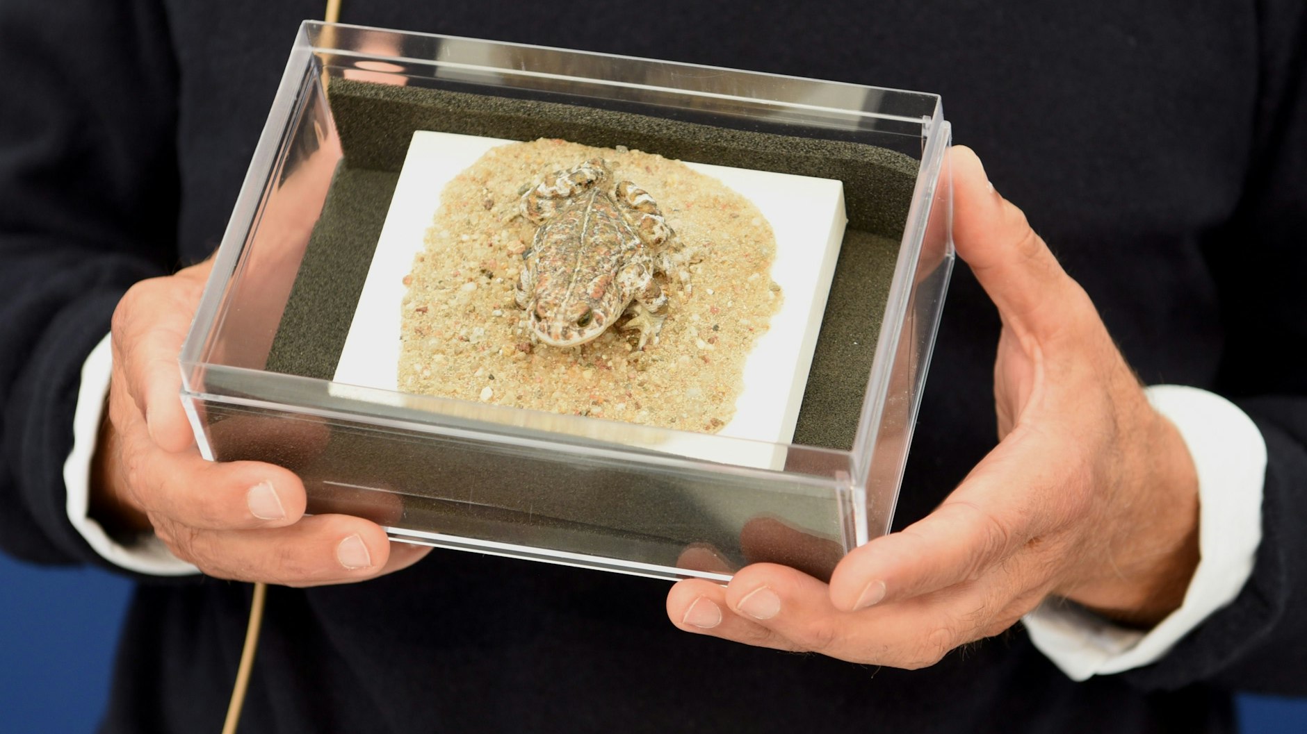 800 der streng geschützten Kröten sollen auf dem Gelände zwischen Granitzstraße und Neumannstaße leben.