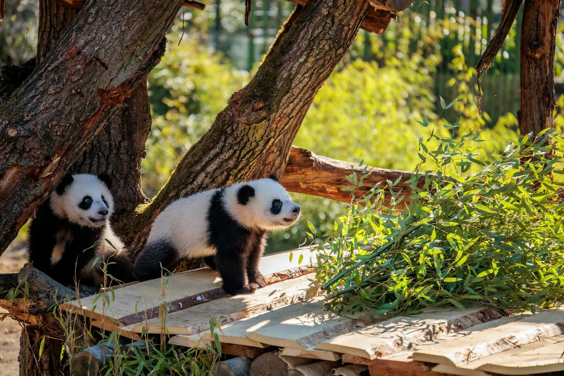 Die Panda-Zwillinge Leni und Lotti im Berliner Zoo: Ihre Gier nach Bambus ist erwacht.