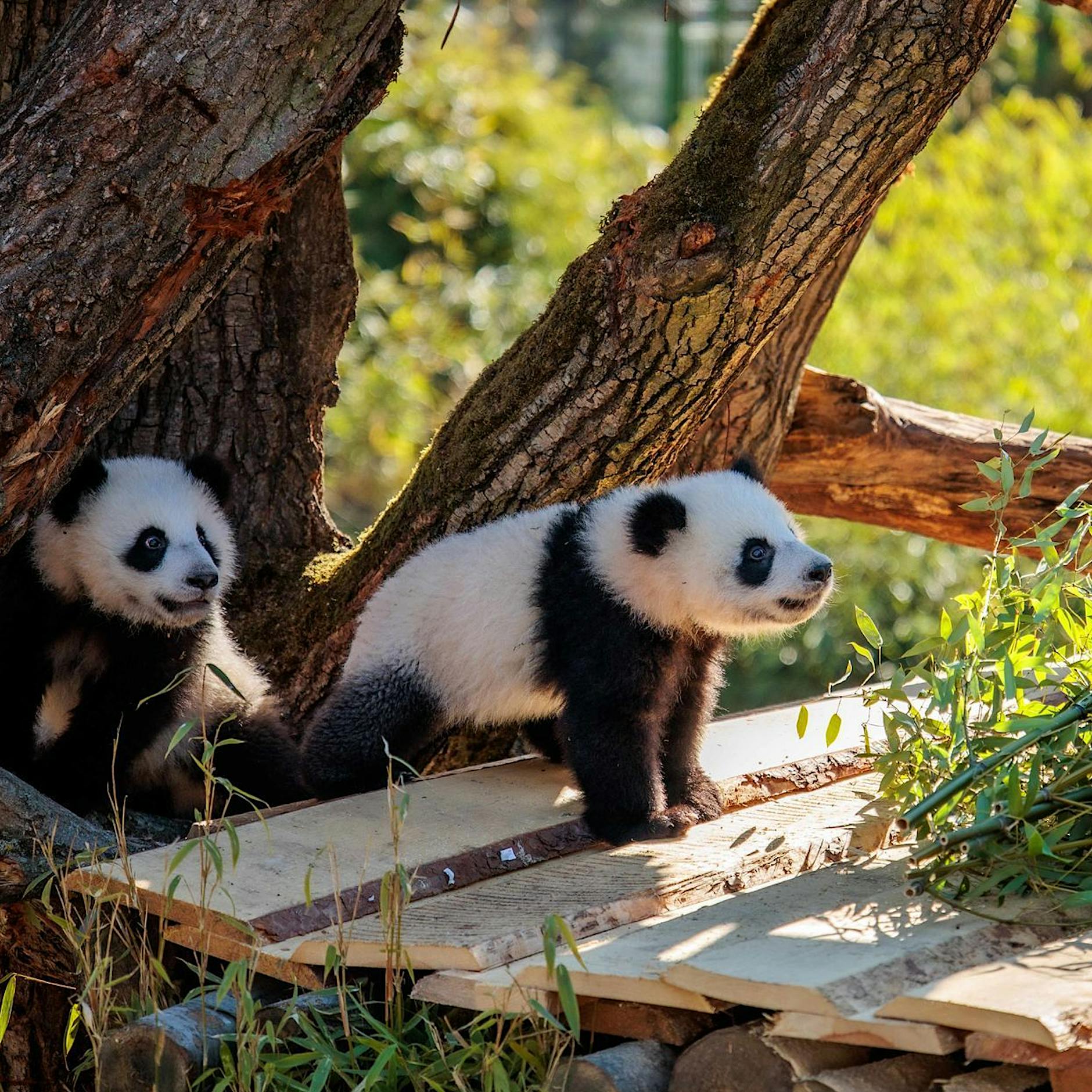 Milchzähne futsch – Bambus am Start: Berliner Panda-Zwillinge entdecken Neues