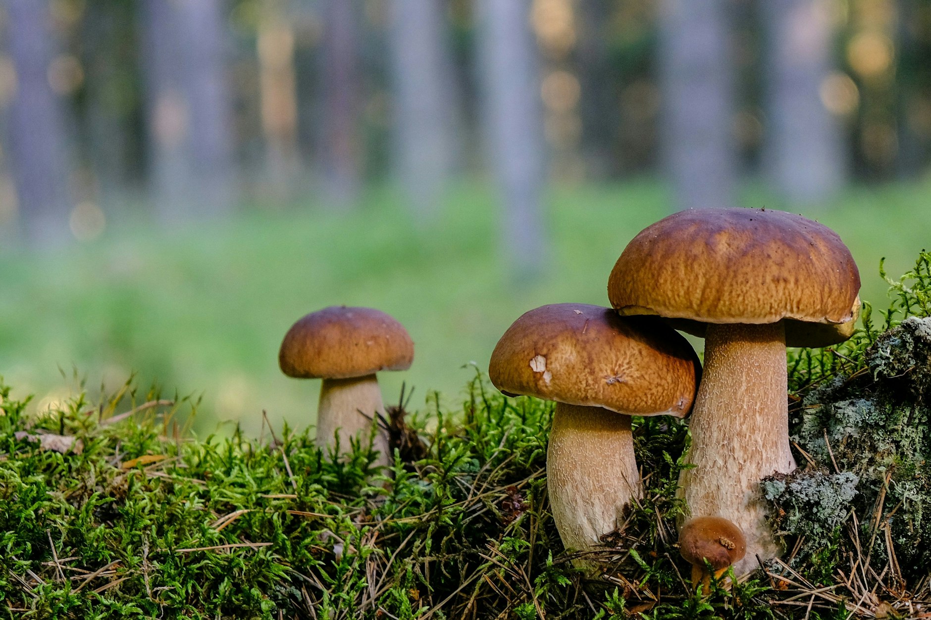 Gute Orte zum Pilzesammeln sind nicht leicht zu finden.