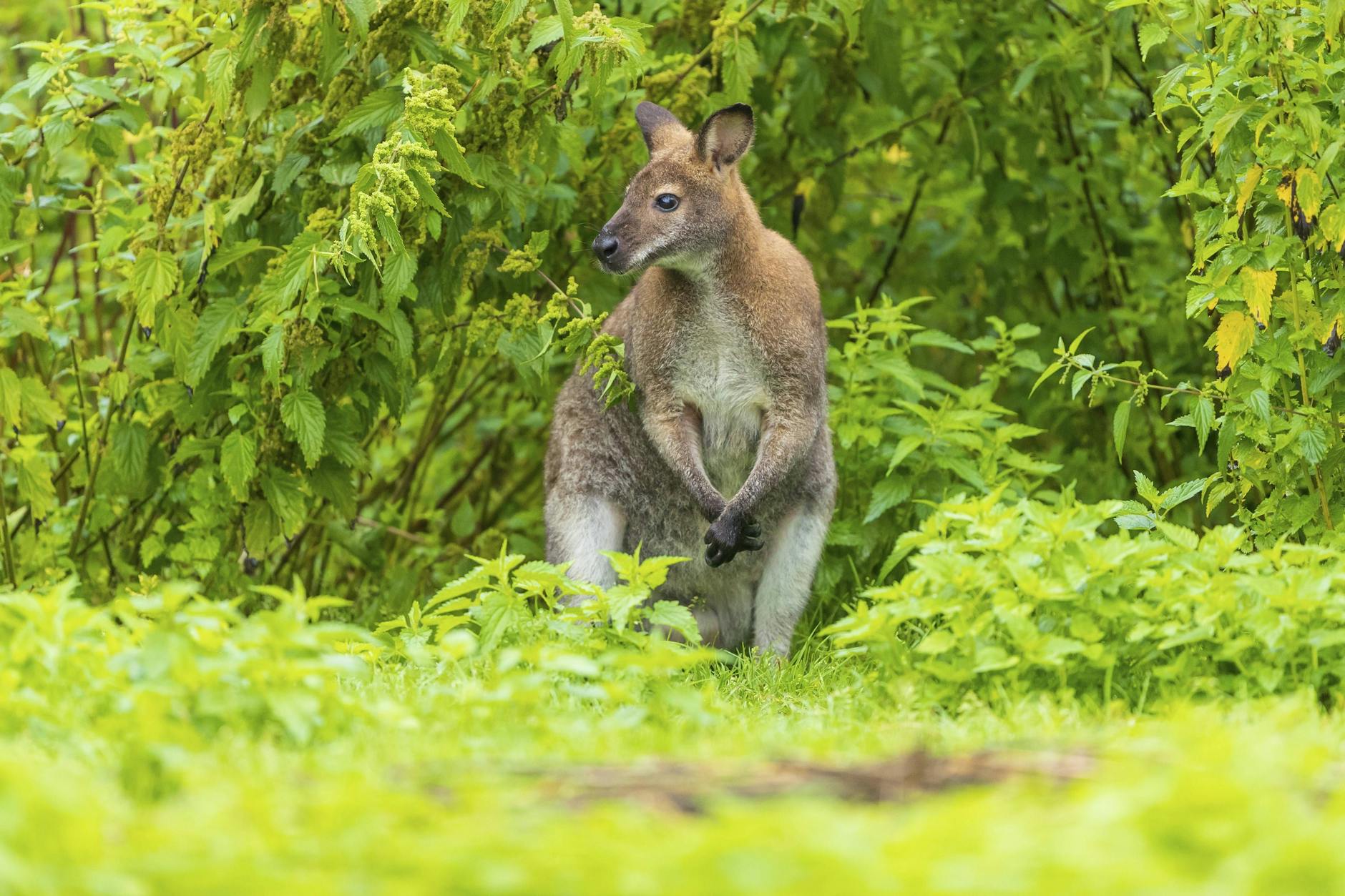 In Berlin wurde jetzt ein Känguru gesichtet - es hüpfte in der Nacht zum Sonntag durch Kladow.