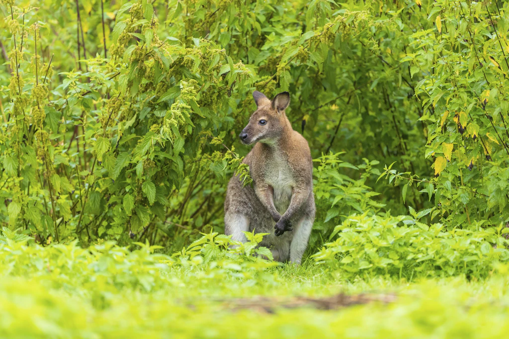 UPDATE+++Irres Video im Netz: Kleines Känguru in Berlin auf der Flucht!