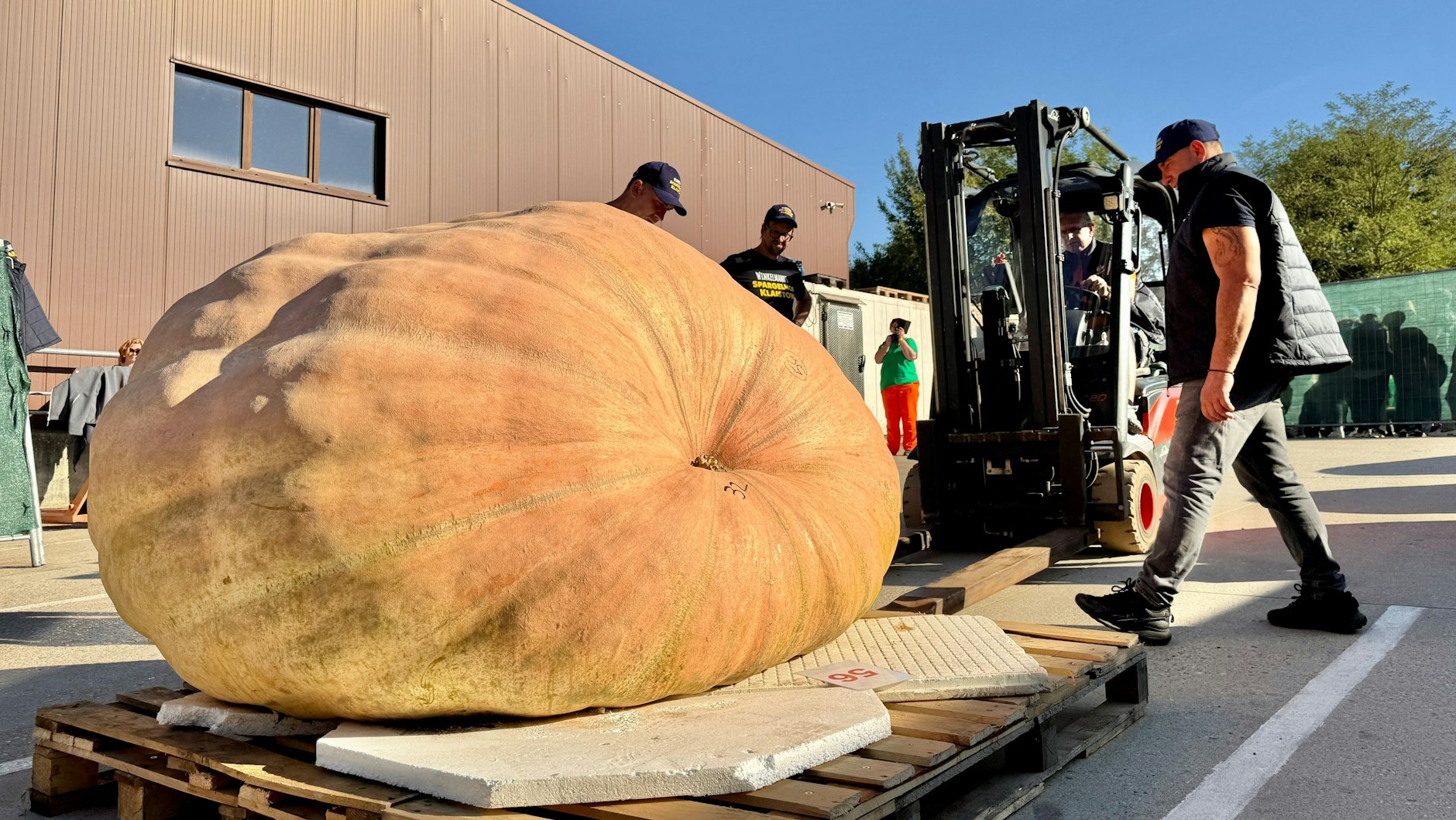 Es ist gar nicht so einfach, einen so riesigen Kürbis zu wiegen. Die Experten in Klaistow haben es trotzdem geschafft.