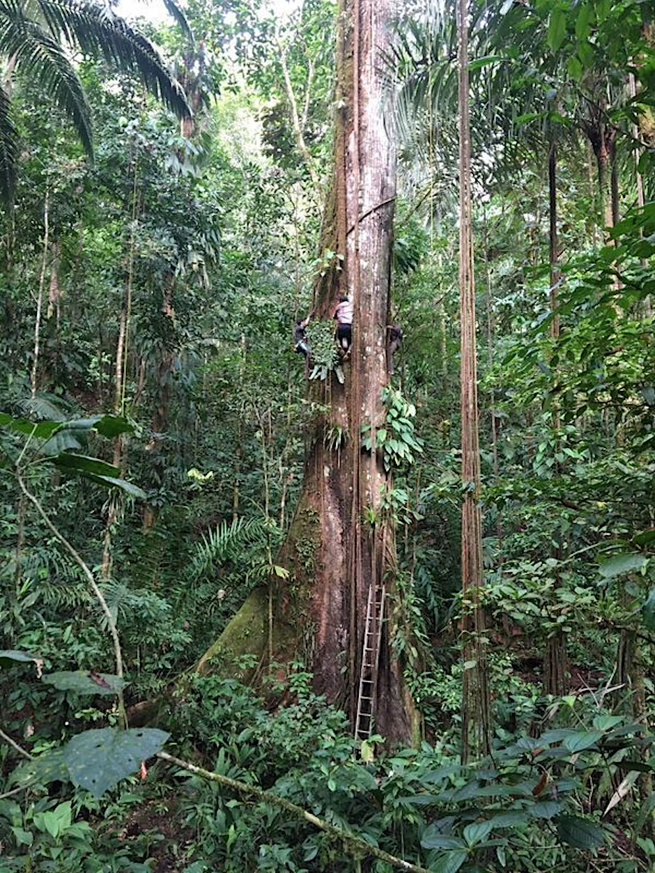 Forscher messen einen Baum im Regenwald.