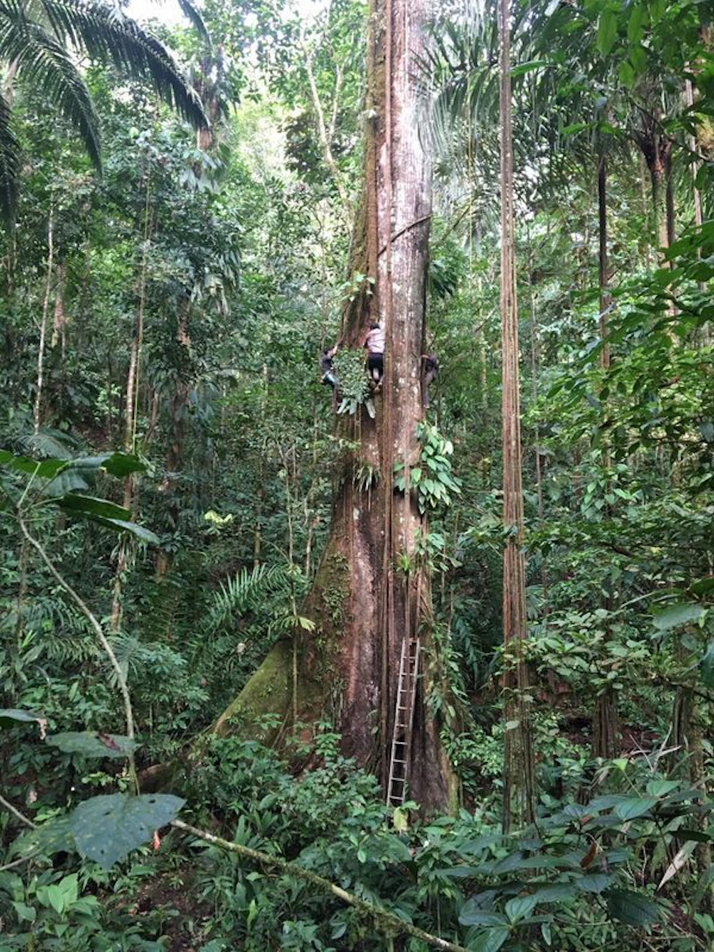 Widerstand der Wälder: Warum Bäume im Amazonas immer größer werden