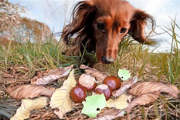 Glänzende Kastanien sind interessant für Hunde. Wenn sie sie verschlucken, kann es lebensgefährlich werden.