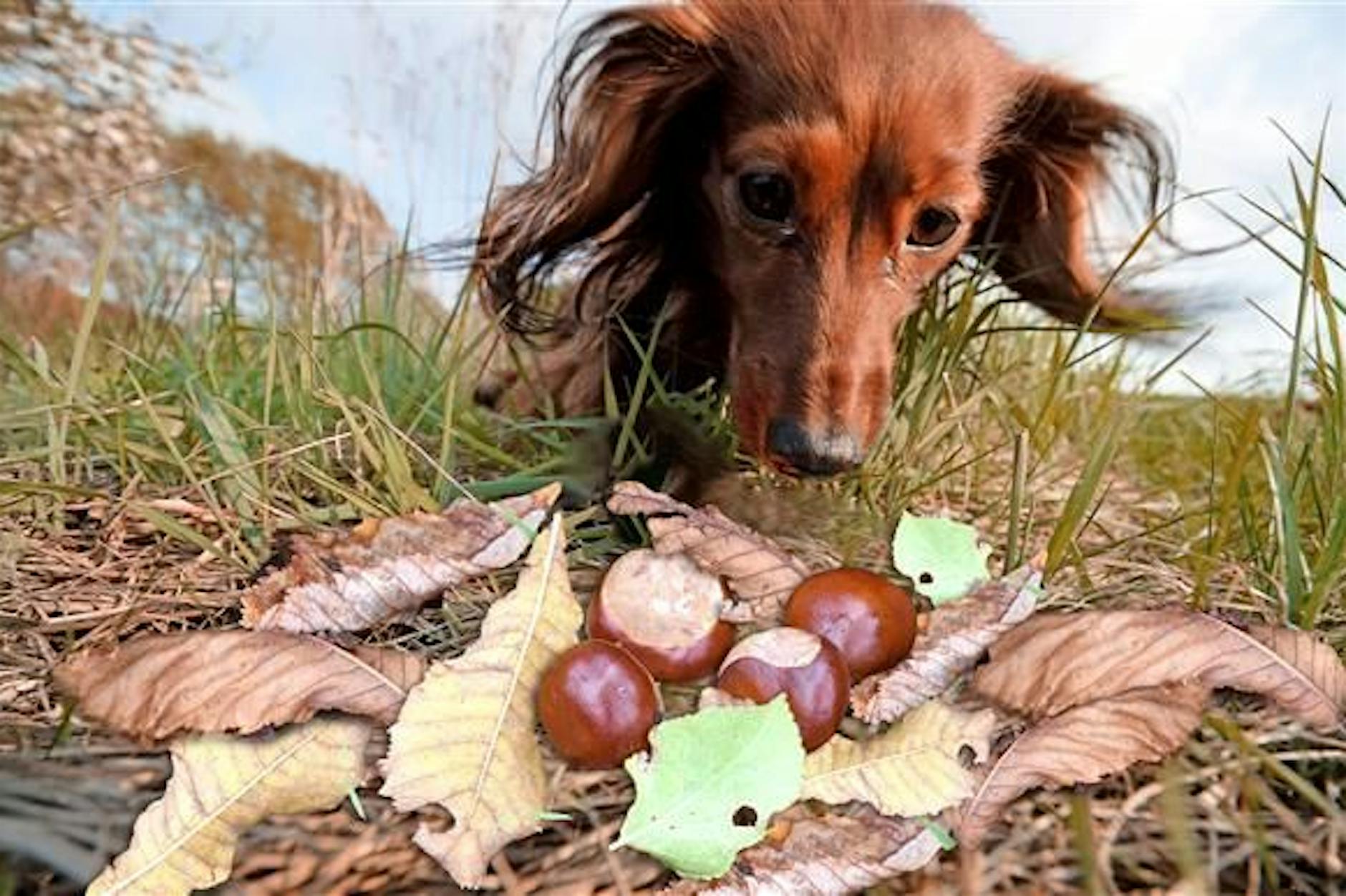 Achtung, Hundehalter! Kastanien können für Hunde tödlich sein