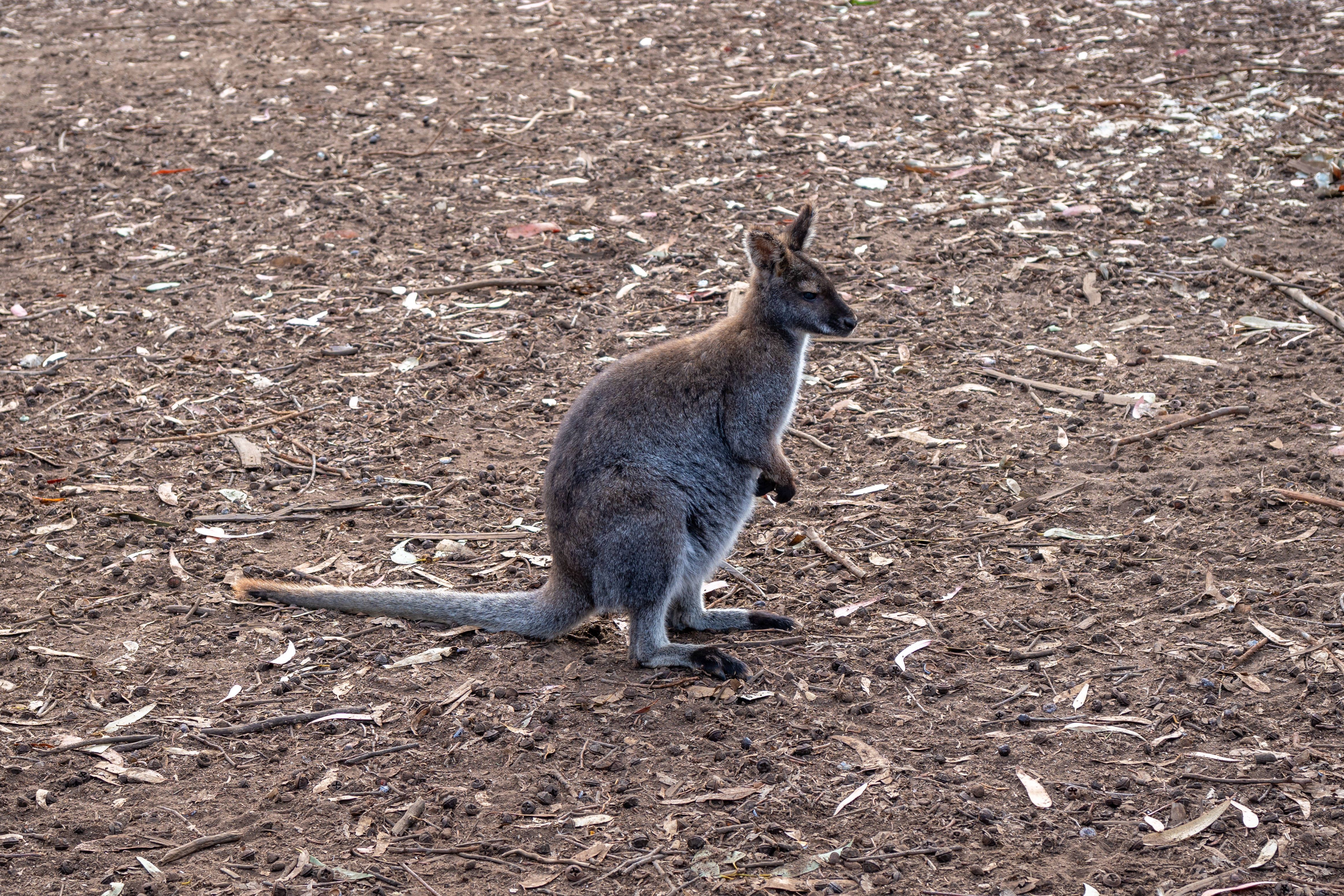 Mini-Känguru aus Gehege entkommen: Wallaby in Berlin-Kladow verschwunden
