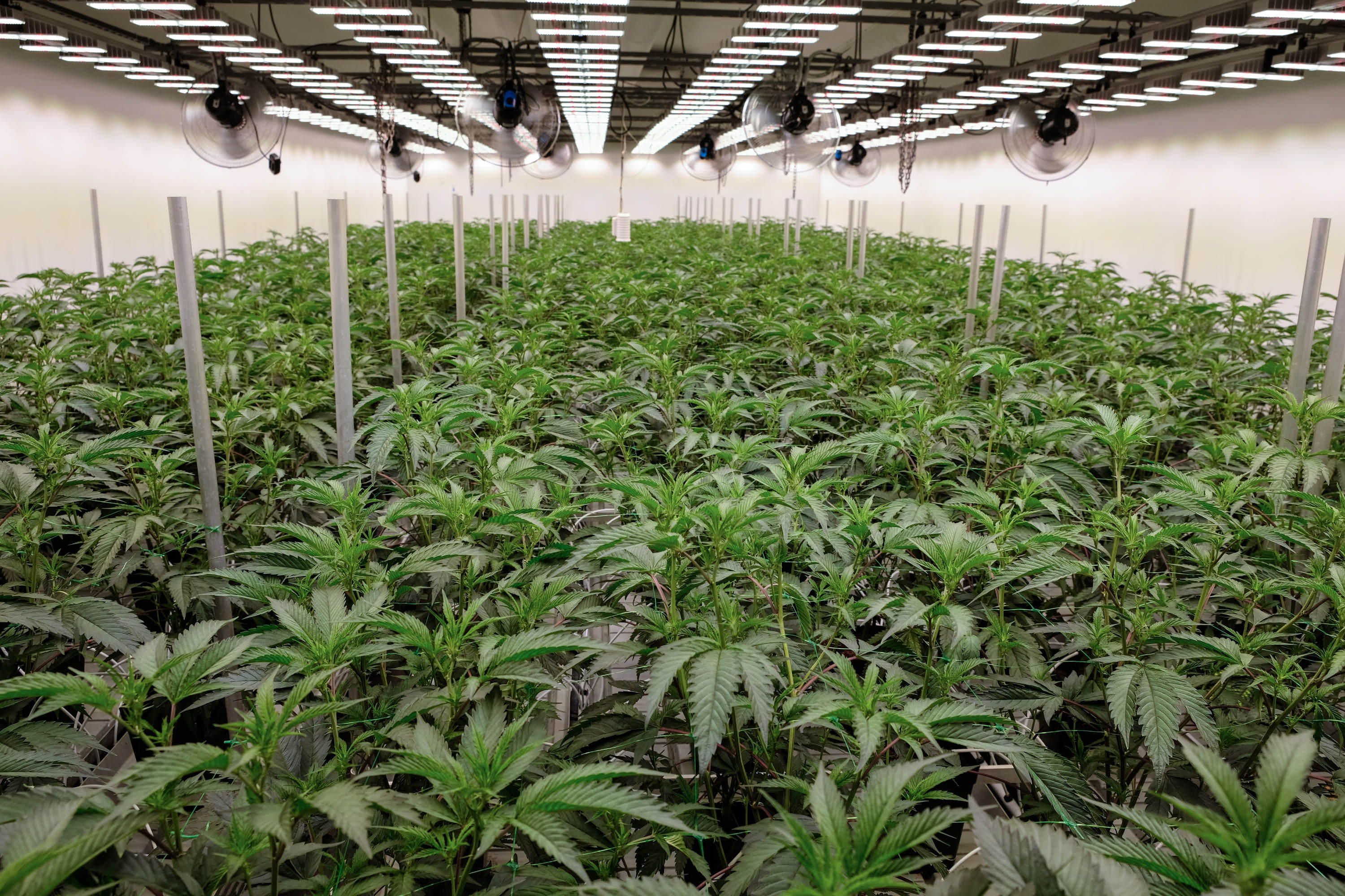 Cannabis-Legalisierung: Bilanz zeigt begrenzte Effekte – Schwarzmarkt floriert