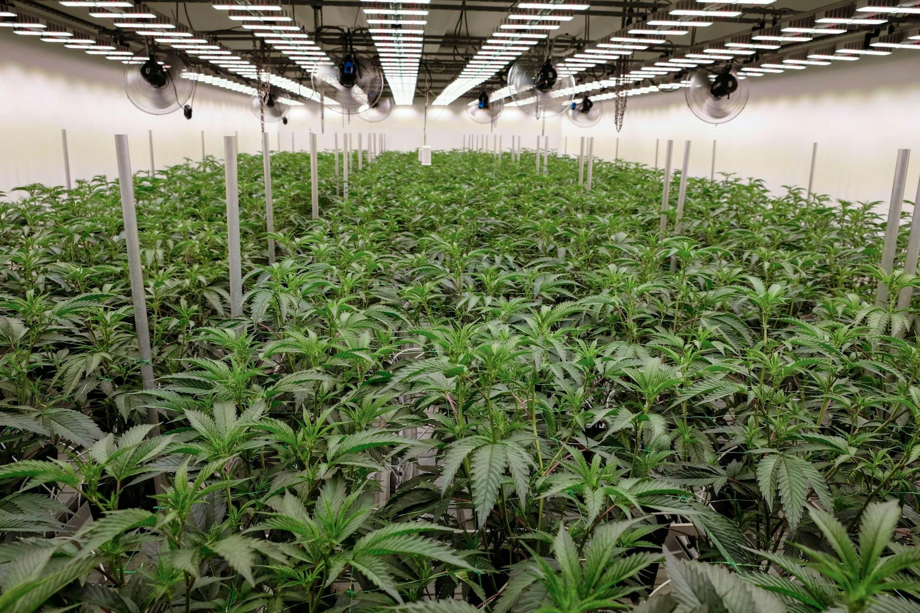 Das Cannabis-Gesetz soll Polizei und Justiz entlasten, erreicht aber noch nicht seine Ziele.