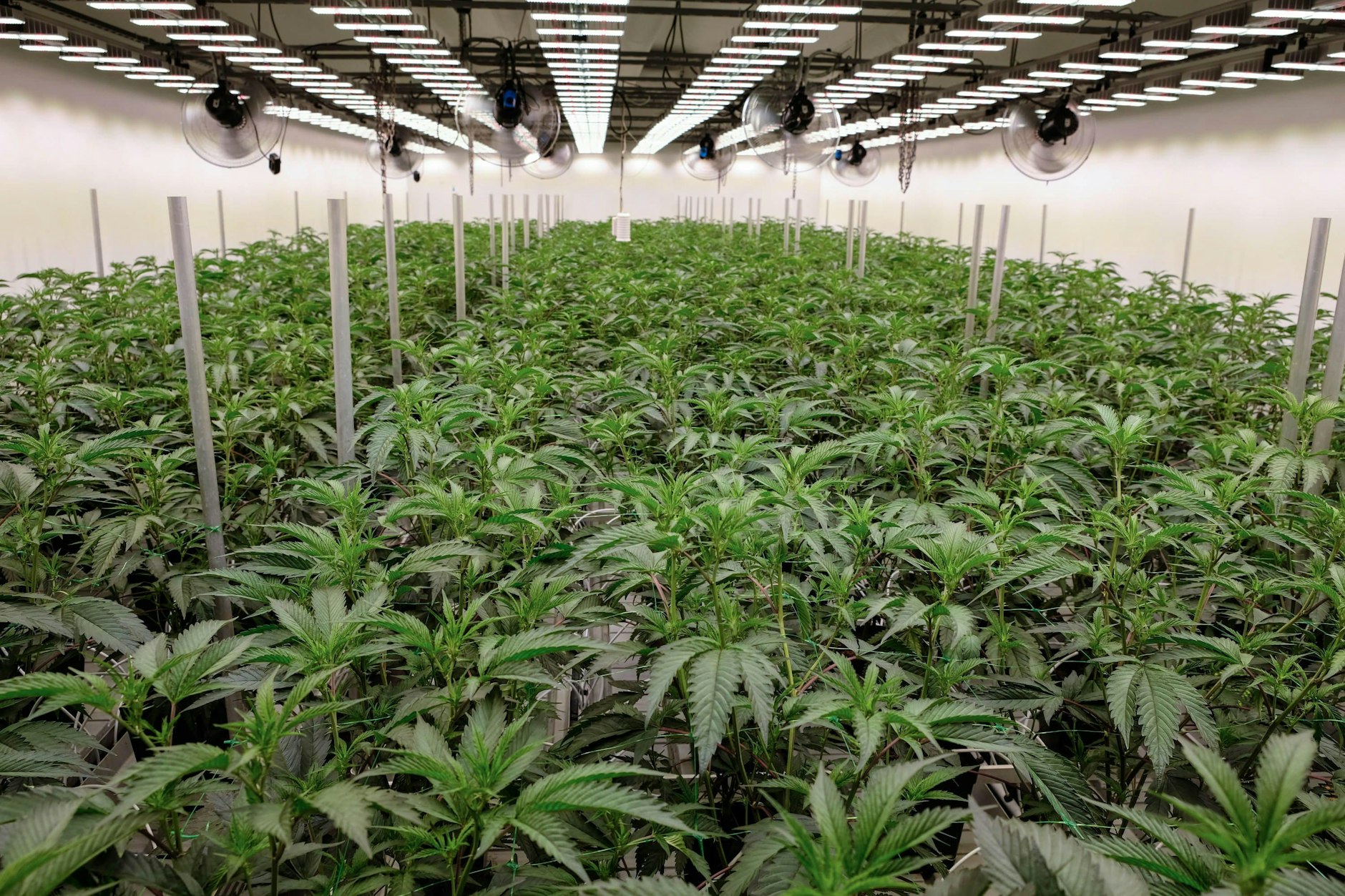 Das Cannabis-Gesetz soll Polizei und Justiz entlasten, erreicht aber noch nicht seine Ziele.