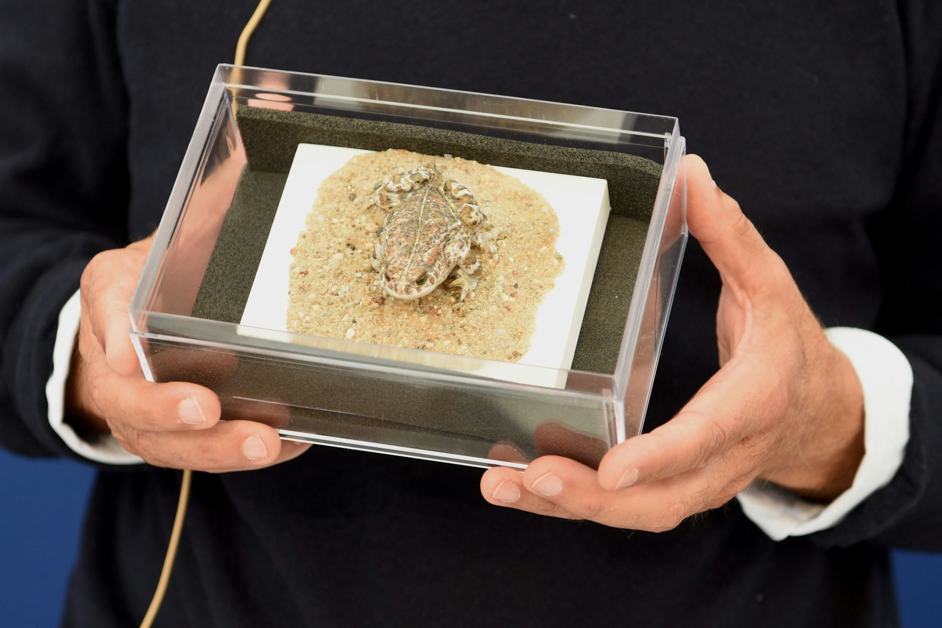 Seit Jahren herrscht am Pankower Tor Streit um die Kreuzkröte.