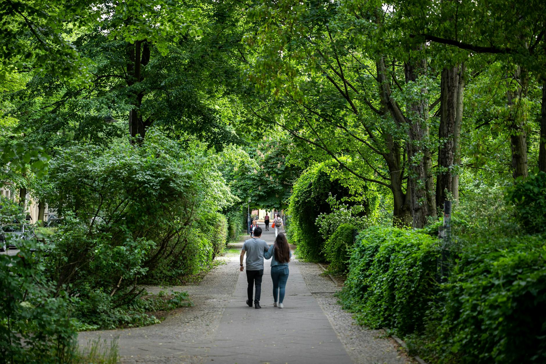 Berlin ist eine grüne Stadt, doch derzeit verliert sie jedes Jahr mehr Bäume, als neu gepflanzt werden. Das soll sich jetzt massiv ändern. Das Ziel sind 500.000 neue Straßenbäume bis zum Jahr 2040.