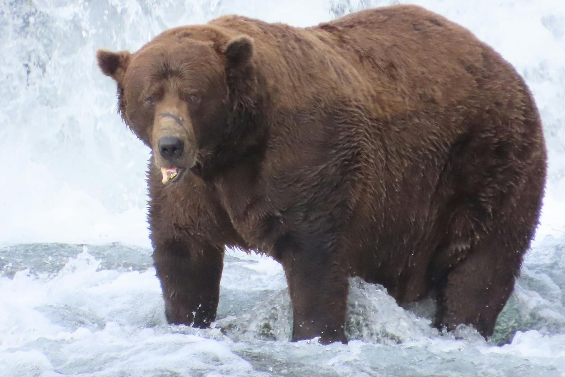 Braunbär Nummer 32, genannt „Chunk“, ist einer der Bewohner im Katmai National Park in Alaska. Er holte sich den Siegertitel beim diesjährigen „Fat Bear“-Wettbewerb.