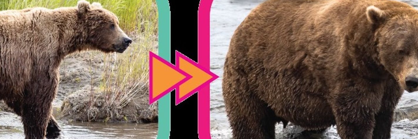 Der zweitplatzierte Bär Nr. 856. Nach der Winterruhe (l.) war er sehr abgemagert. Am Ende des lachsreichen Sommers hat er deutlich zugelegt (r.).