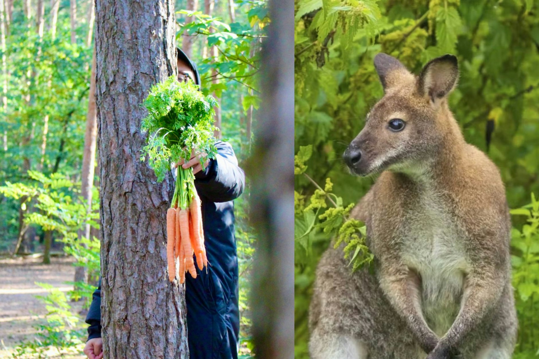 Vor Tagen wurde ein Känguru in Kladow gesichtet. Noch wird das Tier vermisst. Der KURIER machte sich auf die Suche – mit Möhren als Köder. Gut versteckt hinter dem Baum: KURIER-Reporter Oliver Weinlein.