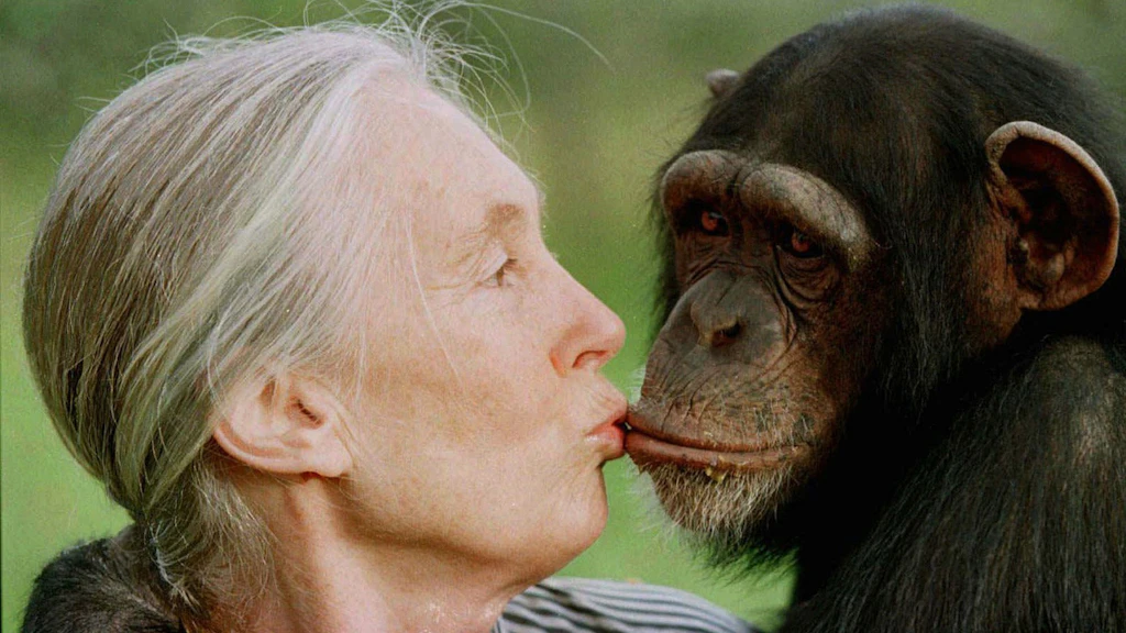 Jane Goodall küsst Tess, ein Schimpansenweibchen, im Sweetwaters Schimpansenschutzgebiet in der Nähe von Nanyuki, nördlich von Nairobi. 