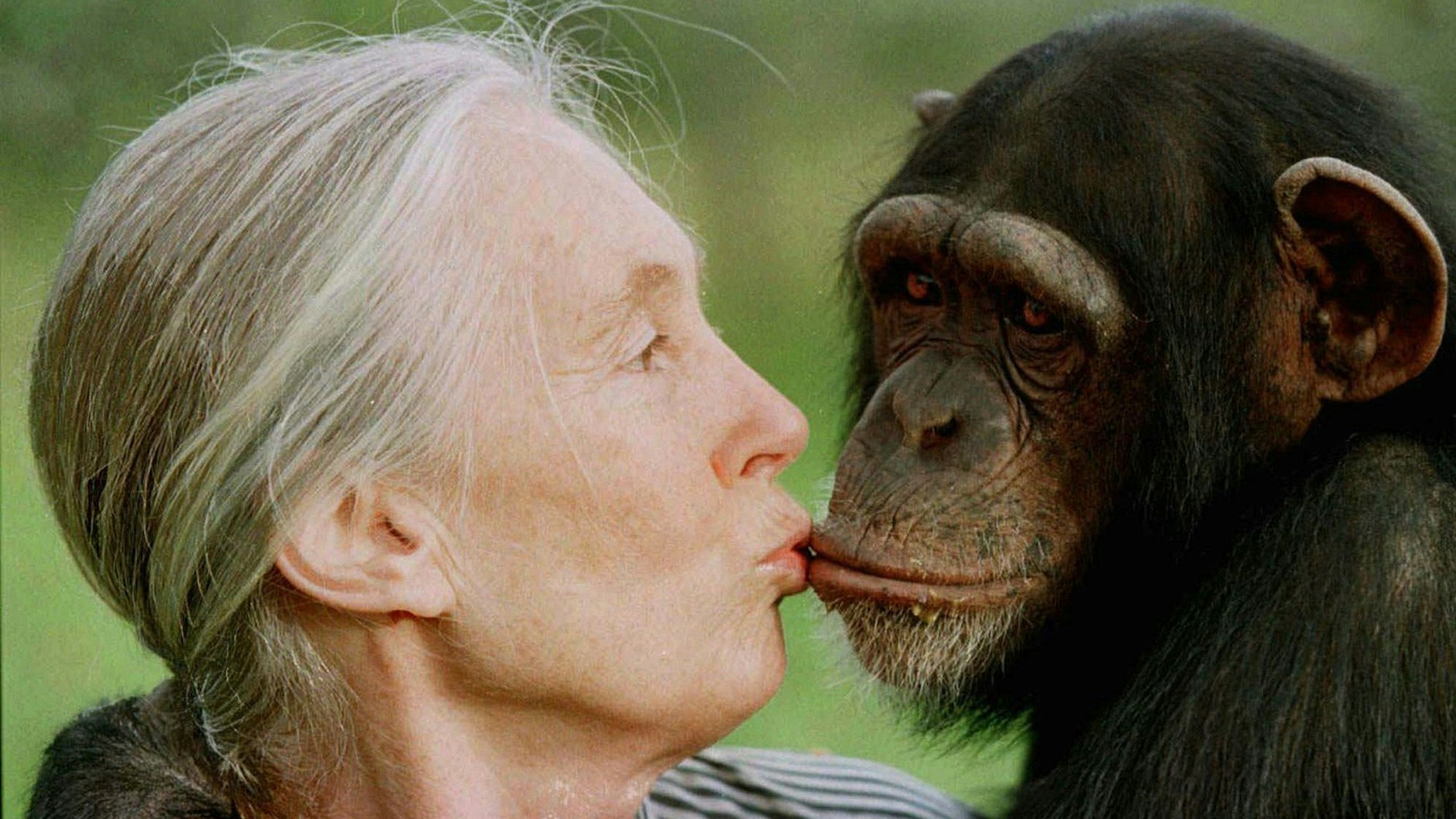 Jane Goodall küsst Tess, ein Schimpansenweibchen, im Sweetwaters Schimpansenschutzgebiet in der Nähe von Nanyuki, nördlich von Nairobi. 