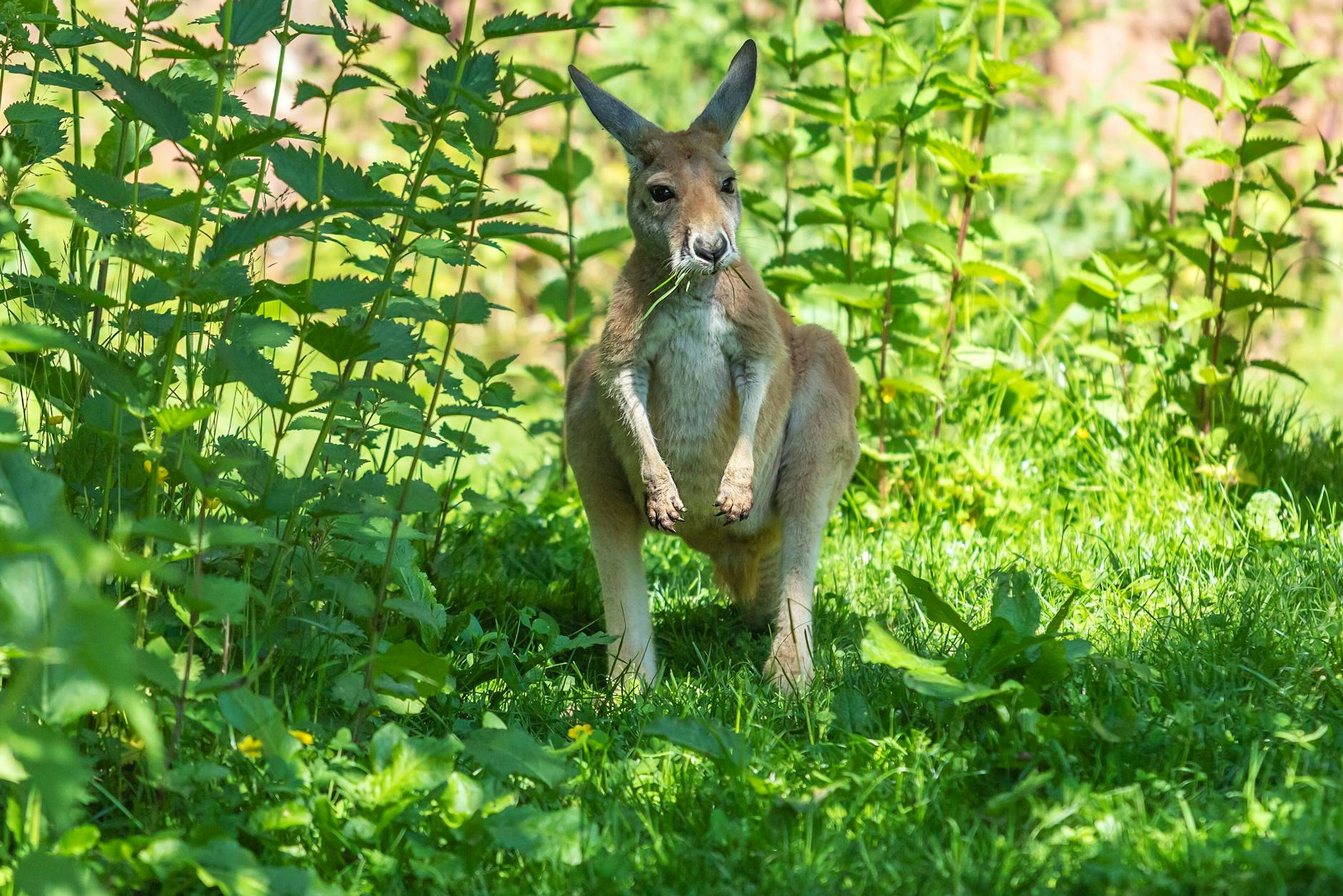 Das Känguru hatte sich in Kladow in einem Gebüsch versteckt. Hier wurde es von Mitarbeitern eines Gartenbauunternehmens gefunden (Symbolfoto).