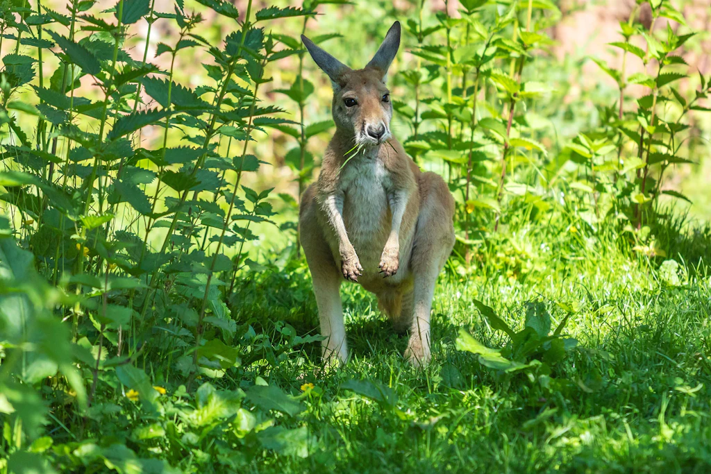 Das Känguru hatte sich in Kladow in einem Gebüsch versteckt. Hier wurde es von Mitarbeitern eines Gartenbauunternehmens gefunden (Symbolfoto).