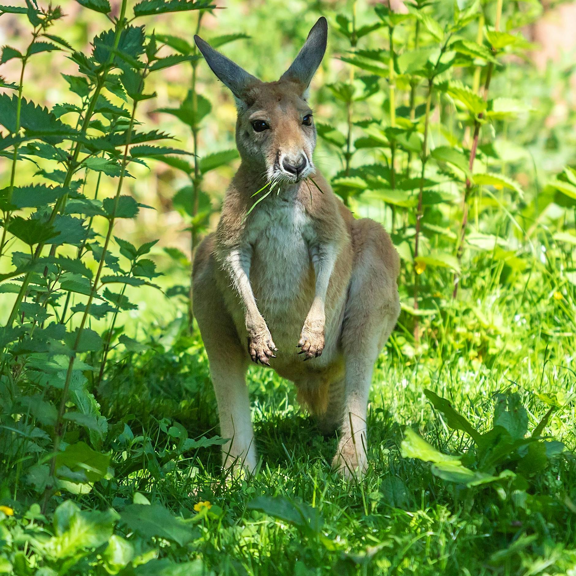 Mit Blasrohr und Betäubungspfeil: Känguru von Kladow geschnappt!