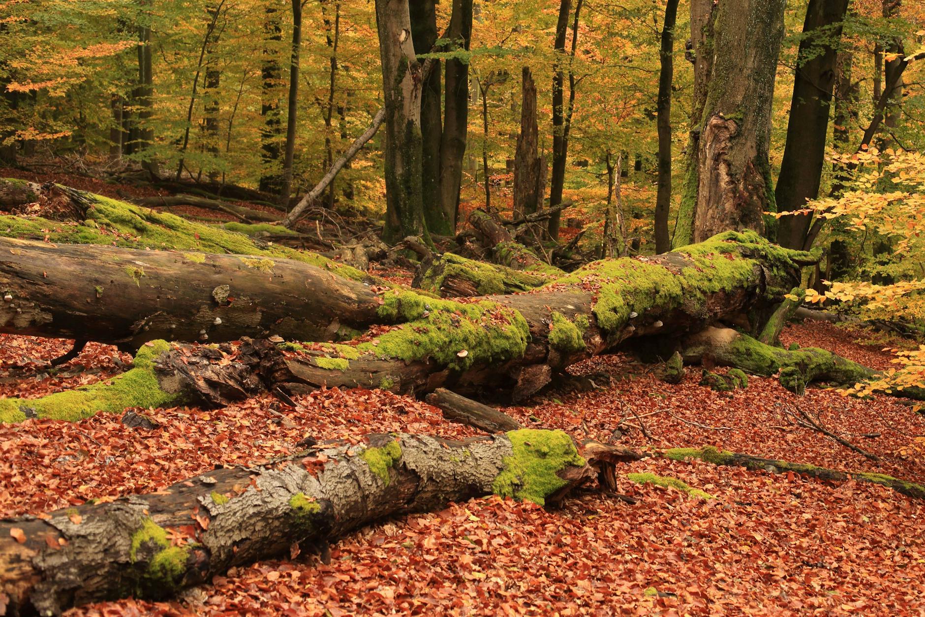 Die Seniorin lag unter einem umgestürzten Baum, konnte sich nicht befreien.