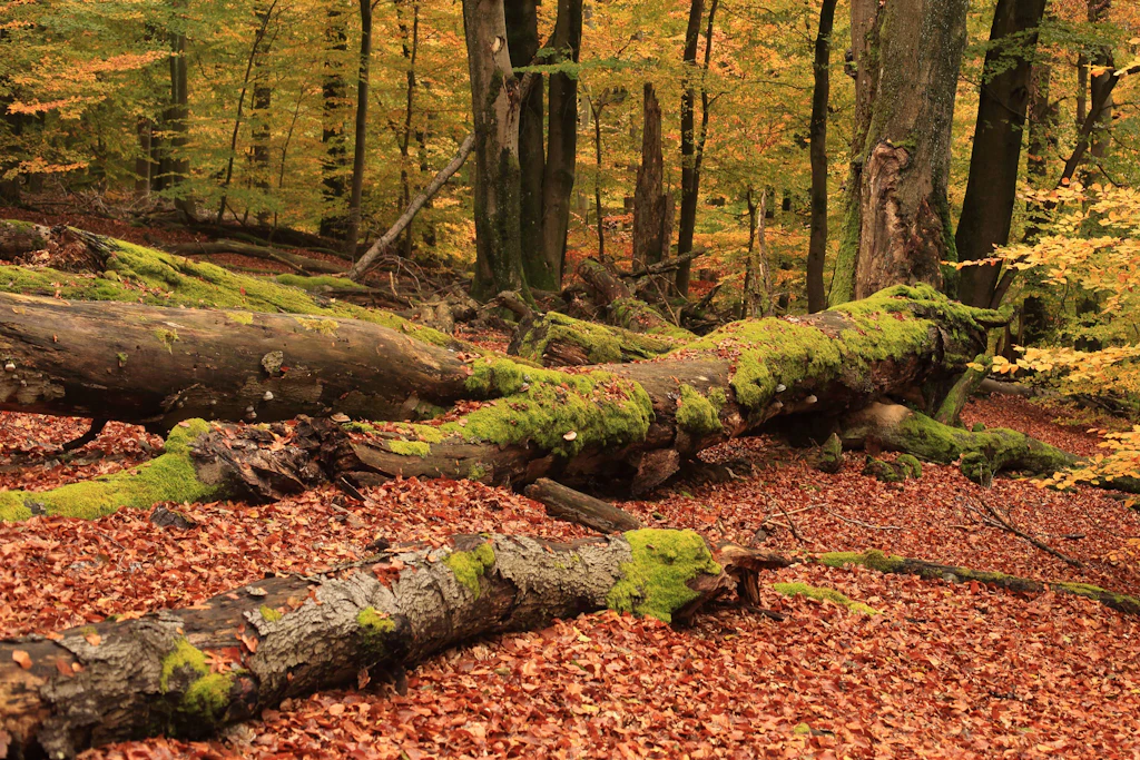 Die Seniorin lag unter einem umgestürzten Baum, konnte sich nicht befreien.