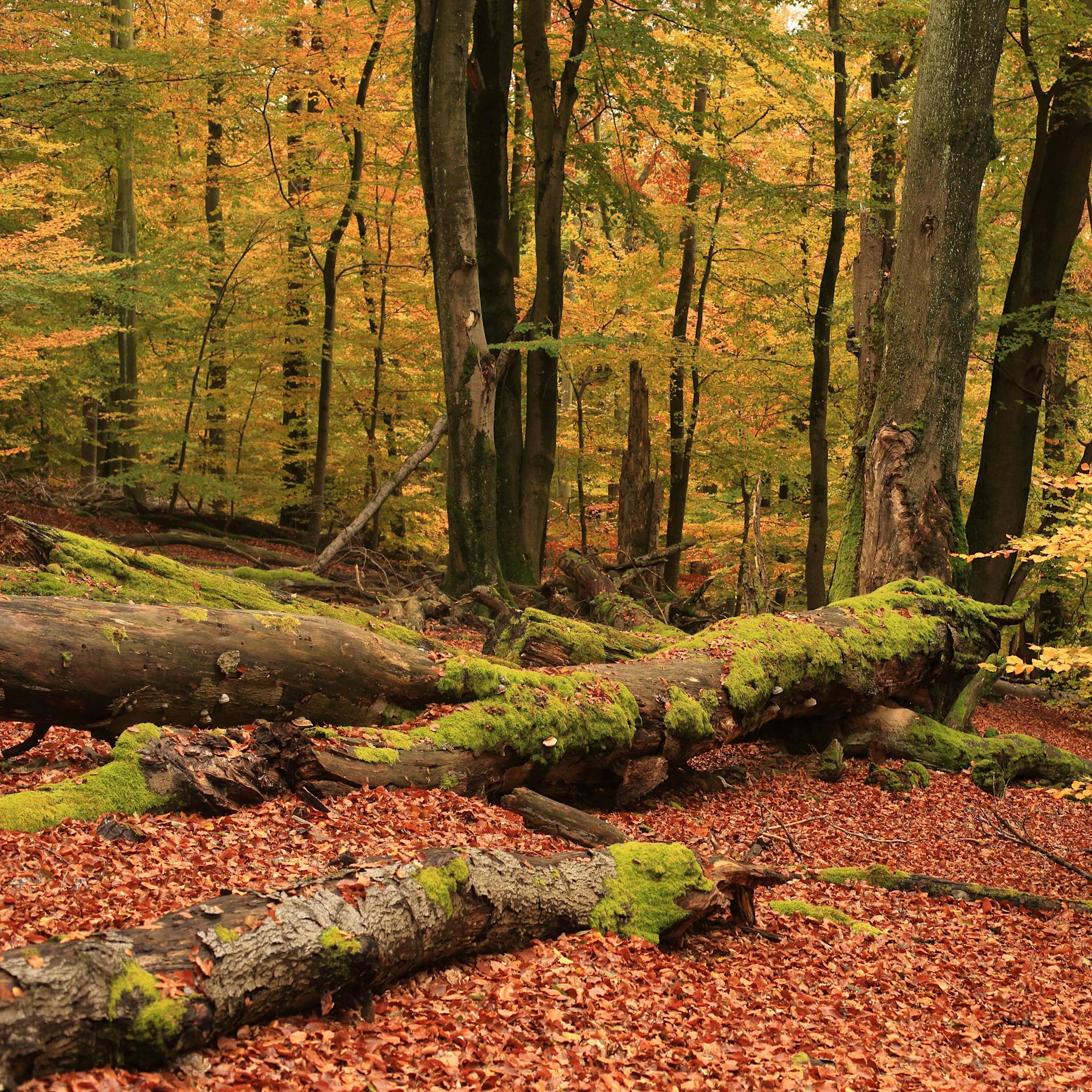 Pilzsammlerin (80) lag vier Tage eingeklemmt unter umgestürztem Baum!