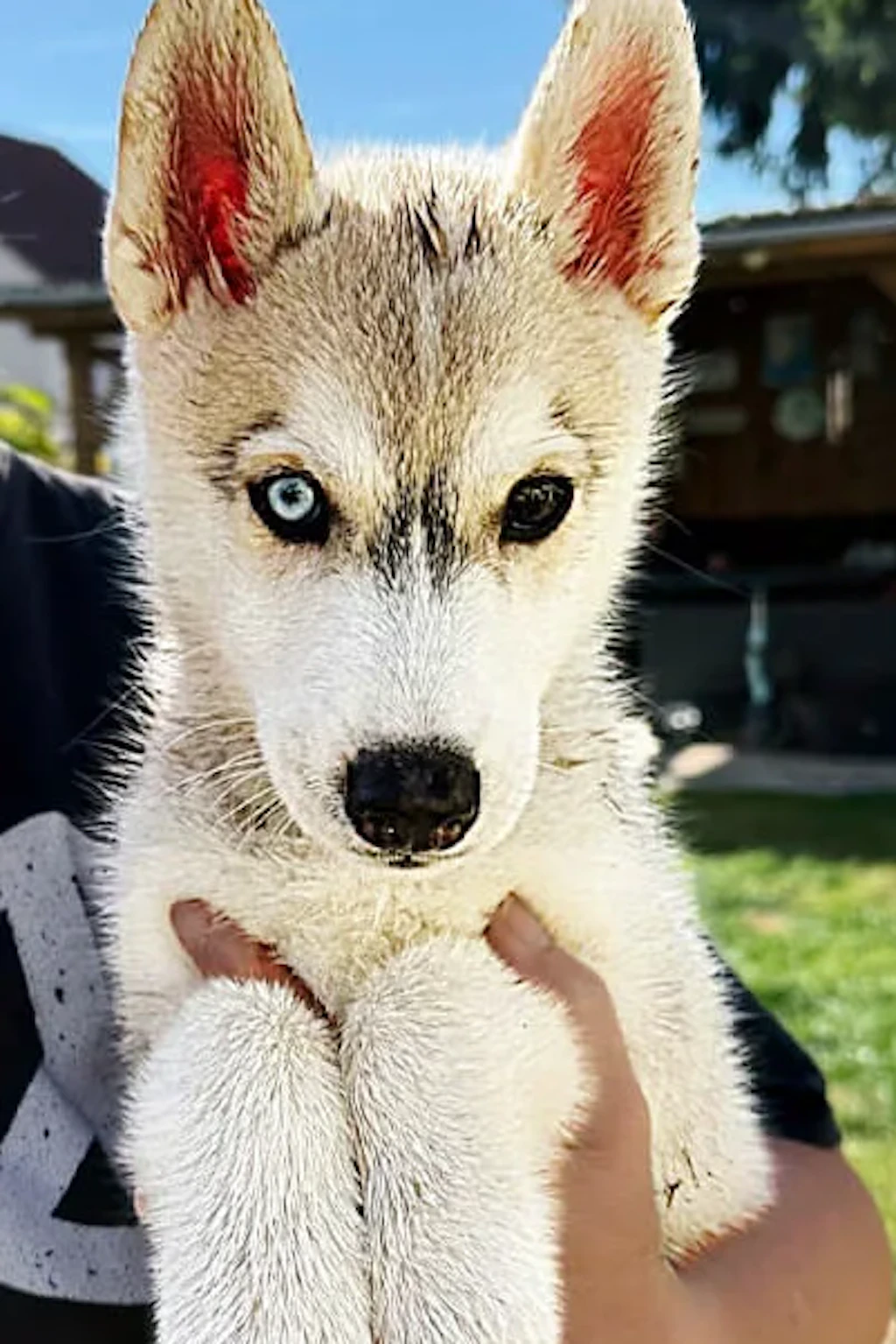 Der kleine Husky wurde von einer Tierquälerin misshandelt, wurde vergangene Woche aus ihrer Wohnung in Schöneberg befreit.