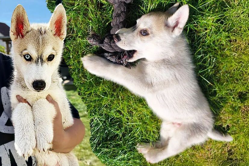 Der kleine Husky wurde von einer Tierquälerin aus Berlin missbraucht. Sie veröffentlichte Videos ihrer Taten im Netz, konnte gefasst werden.