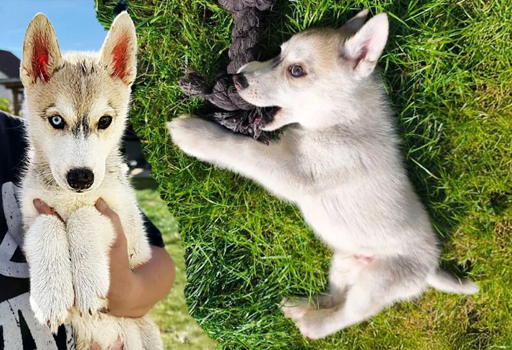 Huskywelpe in Berlin brutal misshandelt: LKA schnappt Tierquälerin!