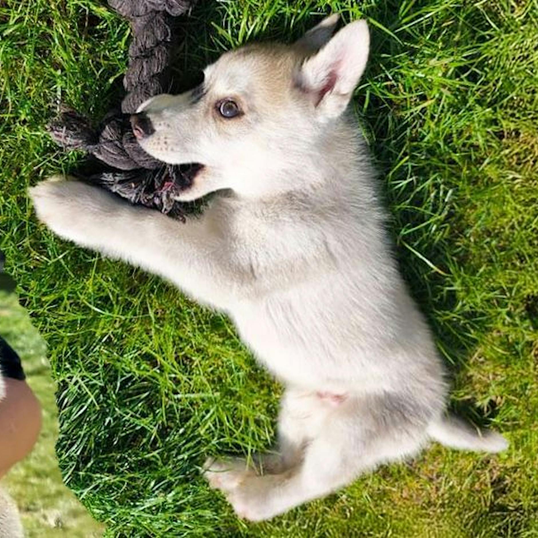 Huskywelpe in Berlin brutal misshandelt: LKA schnappt Tierquälerin!