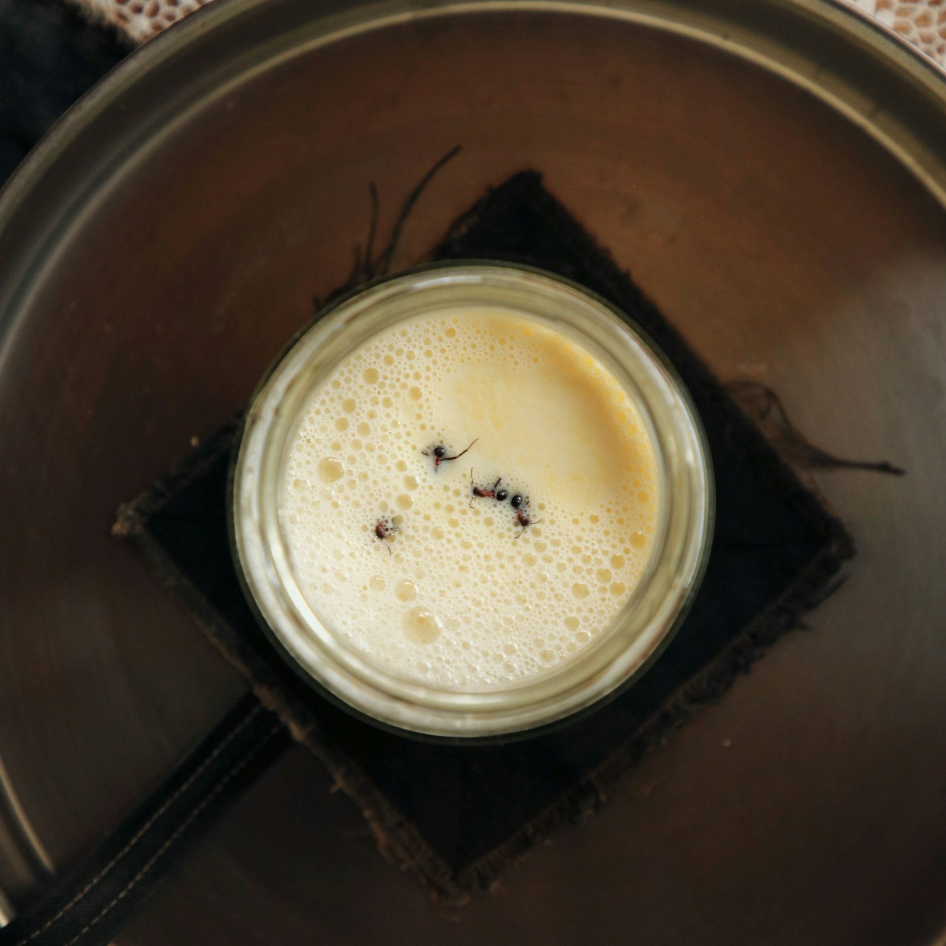 Die dänischen Forscher stellen Joghurt her, indem sie Ameisen in ein Glas Milch gaben.