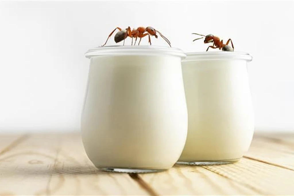 Mit Ameisen kann man Milch in Joghurt verwandeln. (Montage)