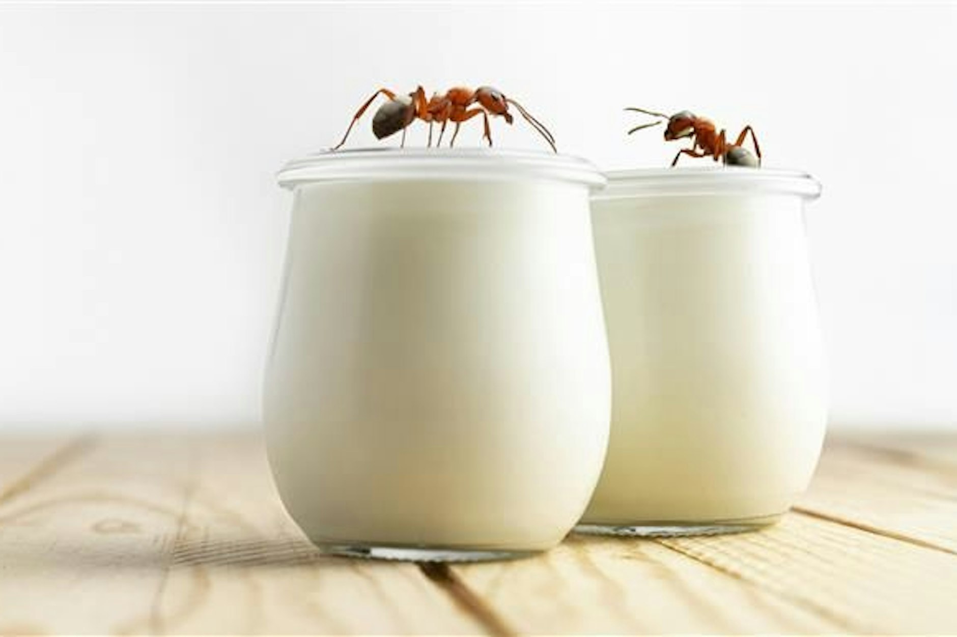 Mit Ameisen kann man Milch in Joghurt verwandeln. (Montage)