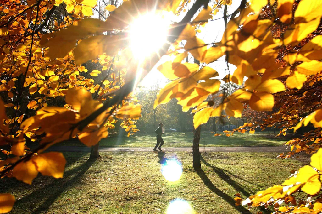 Der Herbst ist da, die Blätter fallen - und die Mitarbeiter der BSR bekommen viel zu tun. Denn das viele Laub muss irgendwie runter von den Straßen.