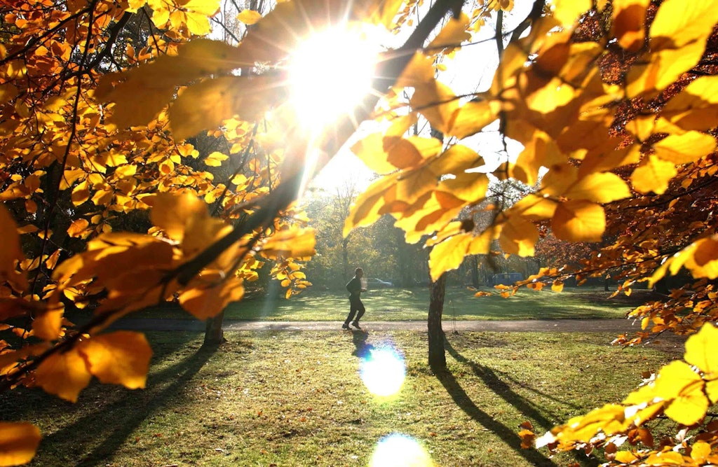 Bl-tter-Wahnsinn-im-Herbst-Berliner-Laub-so-schwer-wie-6000-Elefanten-