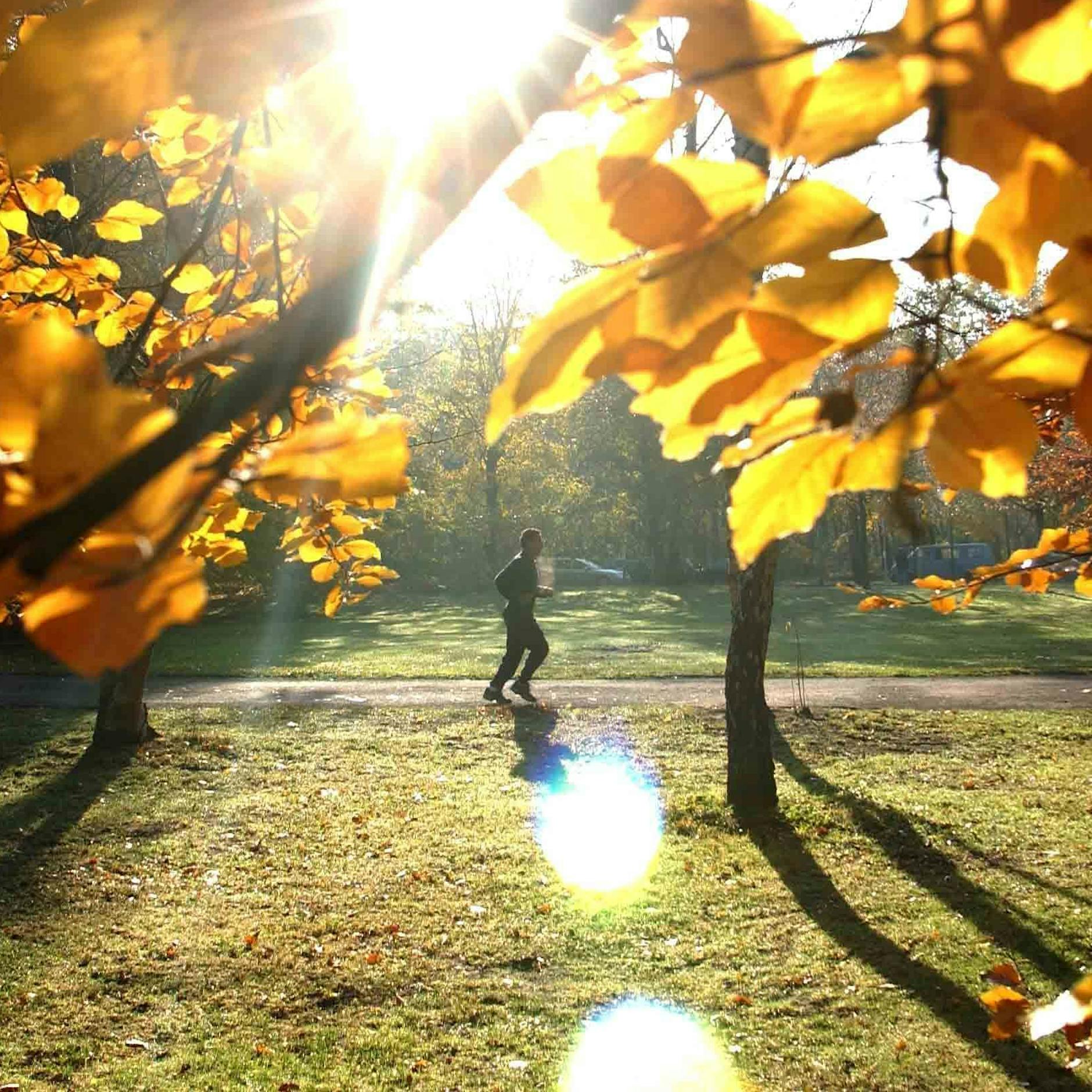 Blätter-Wahnsinn im Herbst: Berliner Laub so schwer wie 6000 Elefanten!