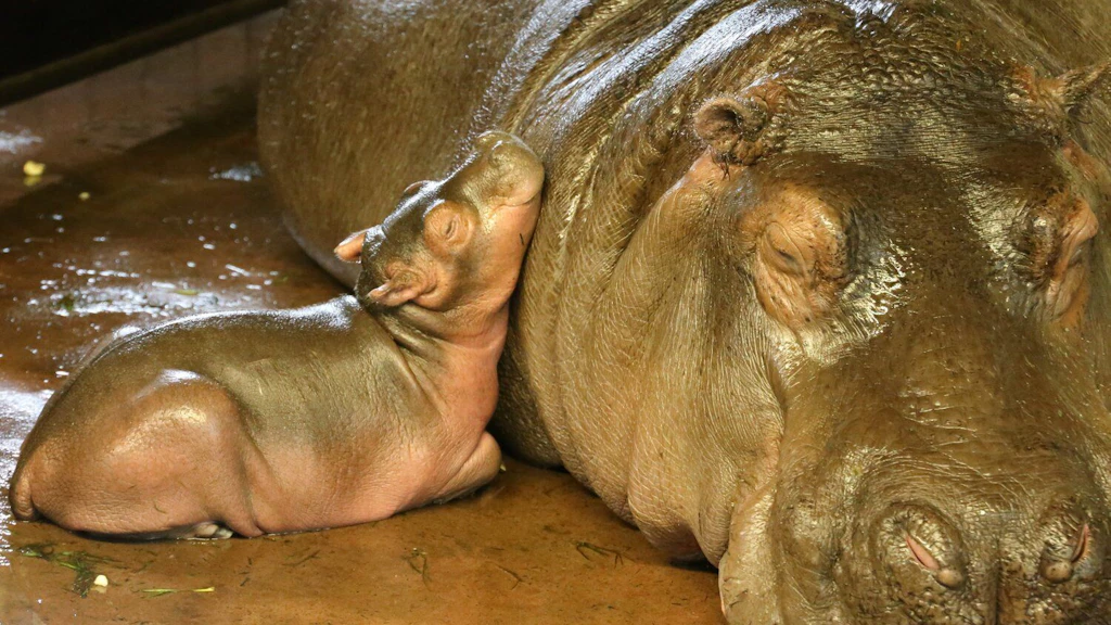 Stolze Mama: Am 28. September 2025 brachte Flusspferd-Dame Nala (13) Zwillinge zur Welt. Nur ein Hippo hat es am Ende geschafft.
