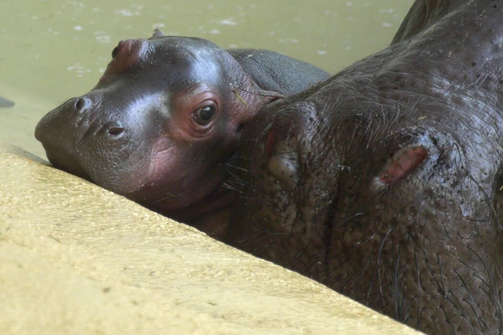 So süß! Im Berliner Zoo gibt es Nachwuchs in der Hippo Bay.