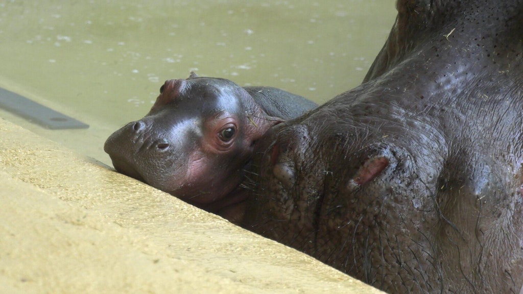 Drama-im-Berliner-Zoo-S-es-Nilpferd-verlor-bei-Geburt-seinen-Bruder
