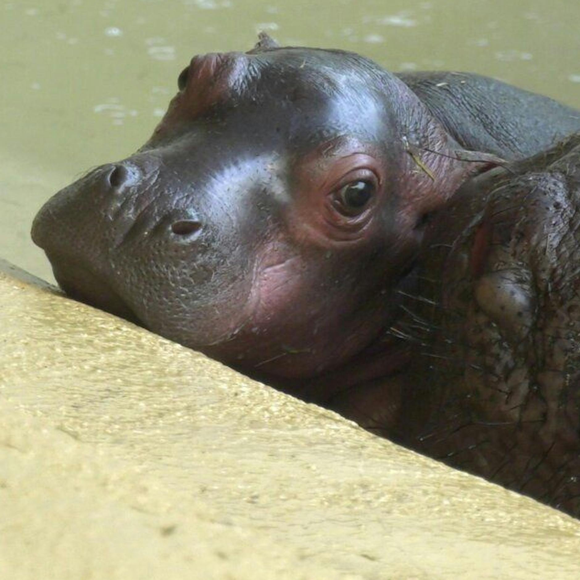 Drama im Berliner Zoo! Süßes Nilpferd verlor bei Geburt seinen Bruder