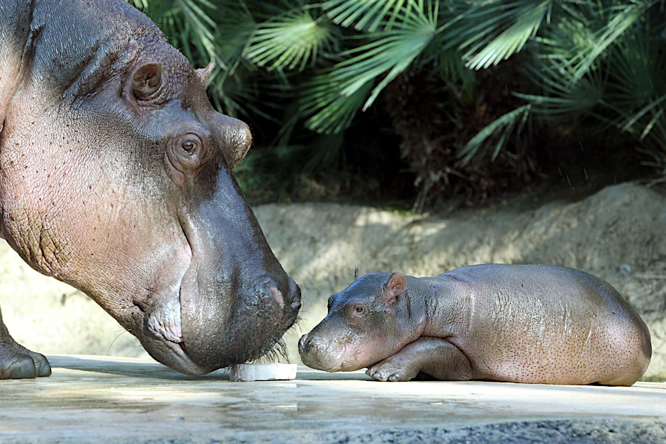 Tragische Zwillingsgeburt bei den Flusspferden im Berliner Zoo
