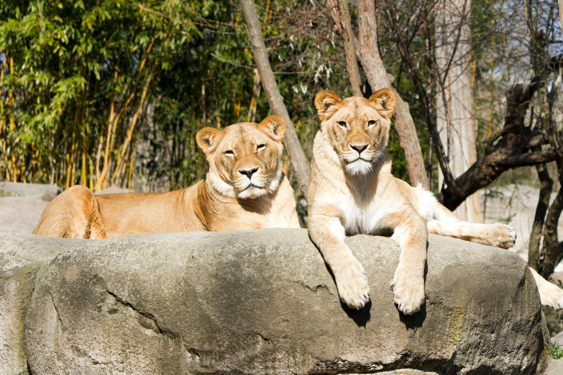 Der Leipziger Zoo landete als bestplatzierter klassischer Großstadt-Zoo auf Rang neun.