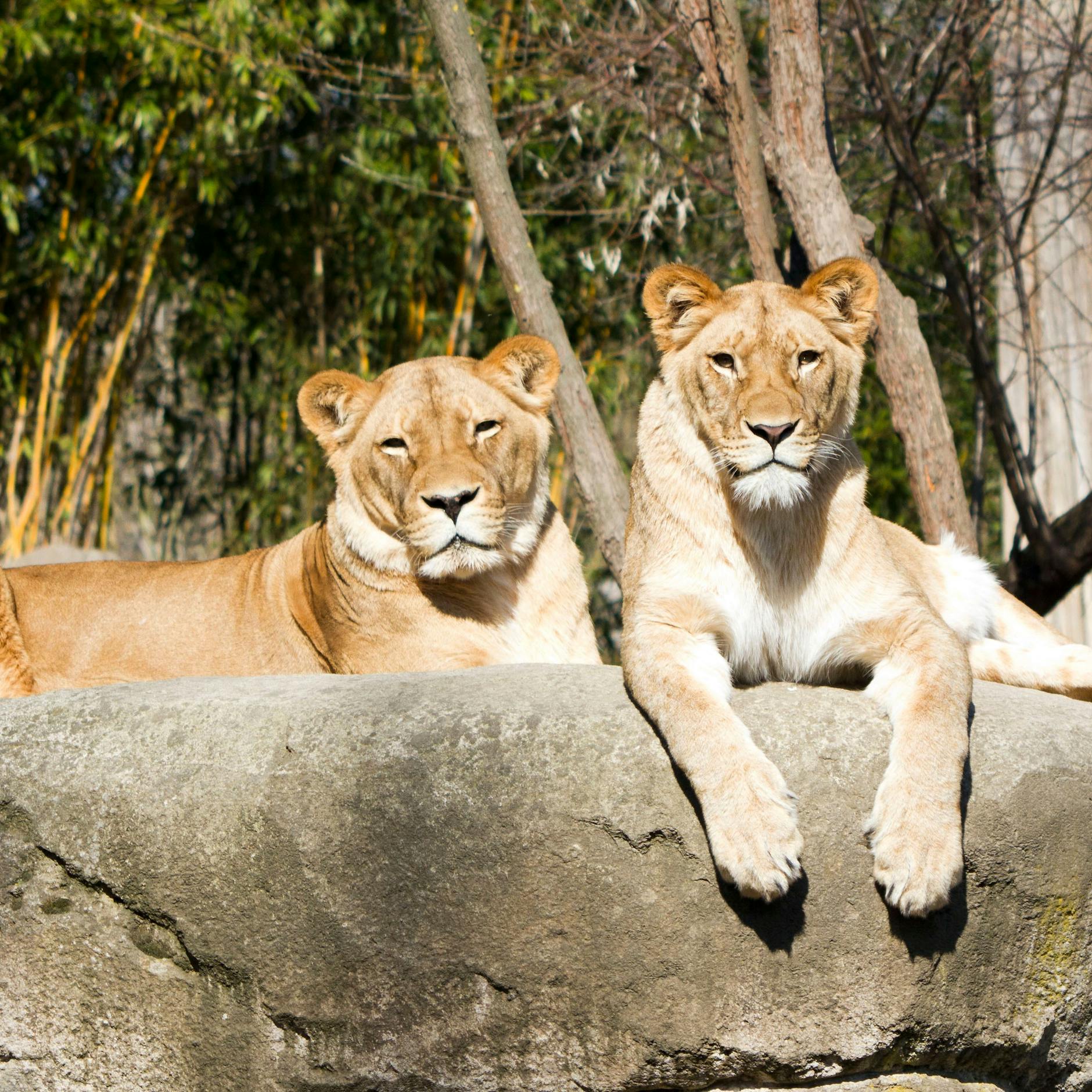 Image - Zoo-Ranking: Wie Berlin im Vergleich abschneidet